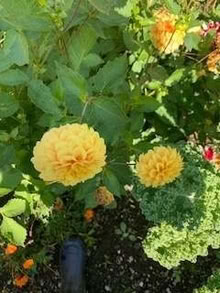 Photo of free Dahlia tubers Yellow (Lupton LA6) #3