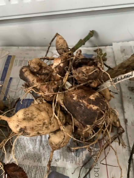 Photo of free Dahlia tubers Yellow (Lupton LA6) #2