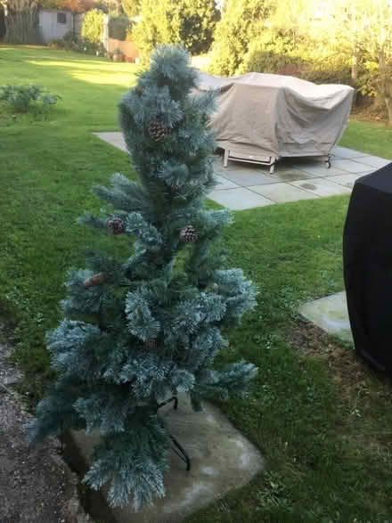 Photo of free Christmas tree (Blundeston NR32) #2