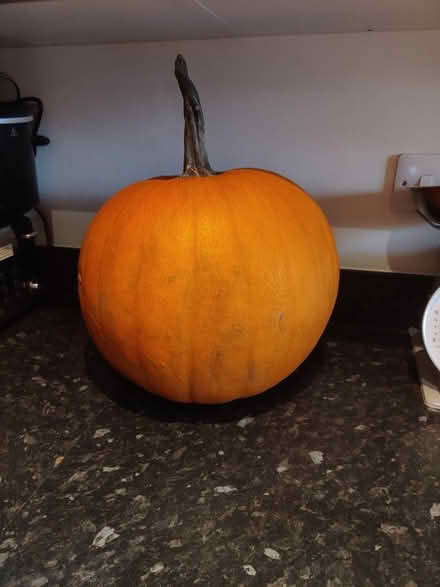 Photo of free Large pumpkin (Canley) #1