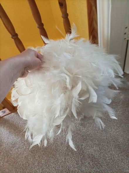 Photo of free Feather lampshade (Heysham) #1