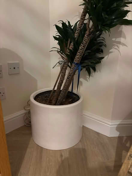 Photo of free plant and plant pot (Kings Hill ME19) #2