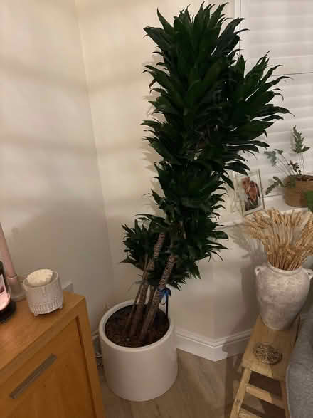 Photo of free plant and plant pot (Kings Hill ME19) #1