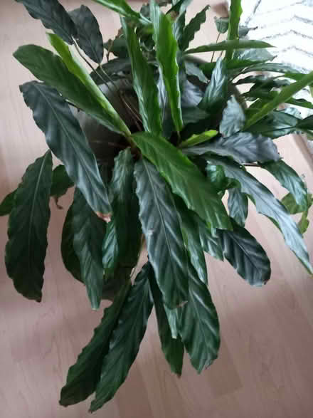 Photo of free Indoor plant and large pot (Southend on Sea SS1) #2