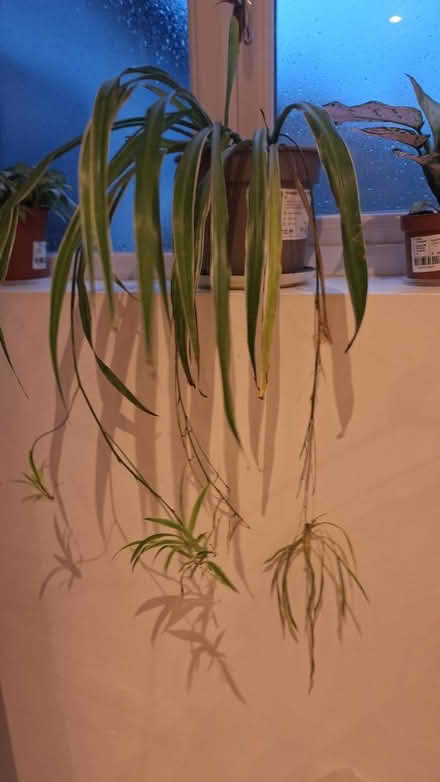 Photo of free Spider plant (Kingscourt, Stroud) #1