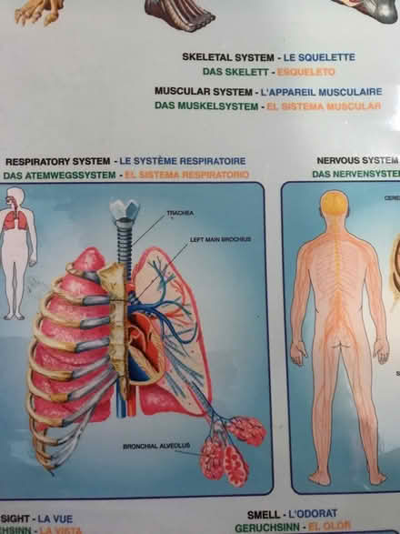 Photo of free two human body posters (Hampton Hill) #4