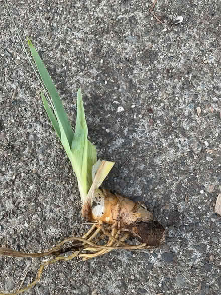 Photo of free Iris Rhizomes (Woodacre) #2