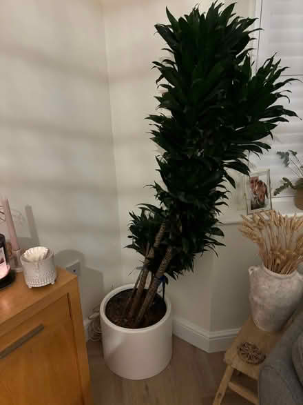 Photo of free Plant and white plant pot (Kings Hill ME19) #1