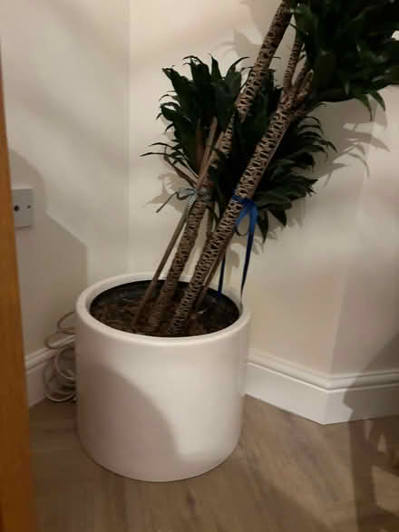 Photo of free Plant and white plant pot (Kings Hill ME19) #2