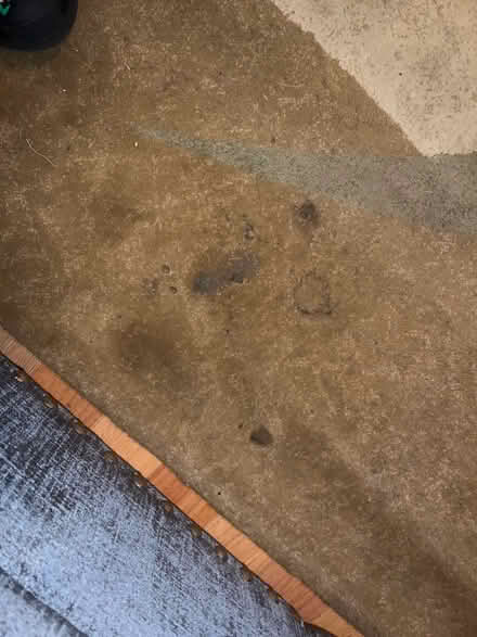 Photo of free Area Rug (Powder Springs) #4