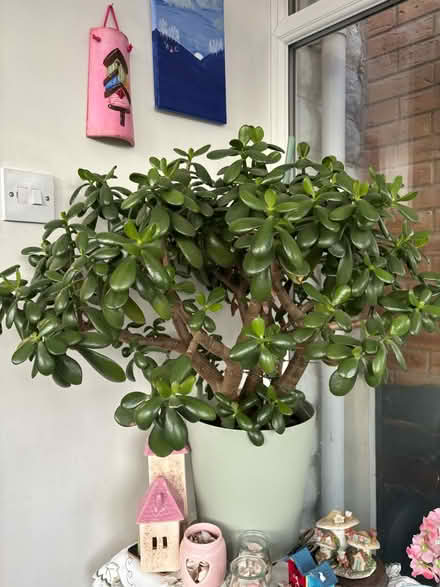 Photo of free Indoor plant (Cheadle Hulme SK8) #1