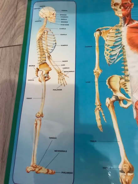 Photo of free two human body posters (Hampton Hill) #3