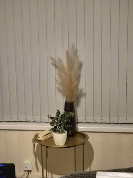 Photo of free Mirror, Coffee Table, plant, fridge (WR4) #1