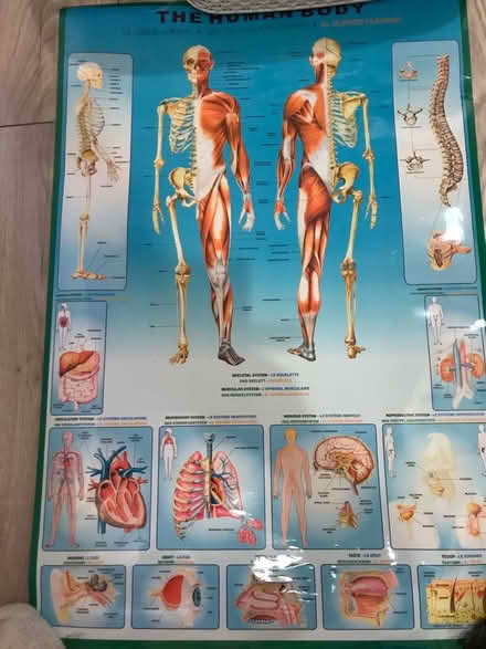 Photo of free two human body posters (Hampton Hill) #1