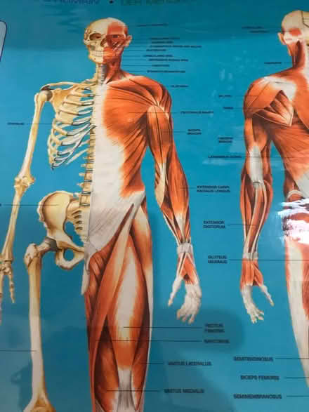 Photo of free two human body posters (Hampton Hill) #2