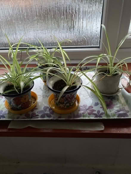 Photo of free Spider plants (Ock St Abingdon OX14) #1