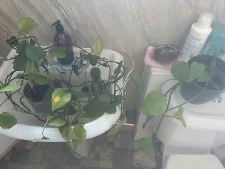 Photo of free House plants (LA3 Morecambe) #1