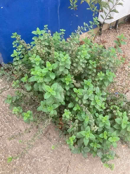 Photo of free Lemon Balm cuttings (HA9) #1