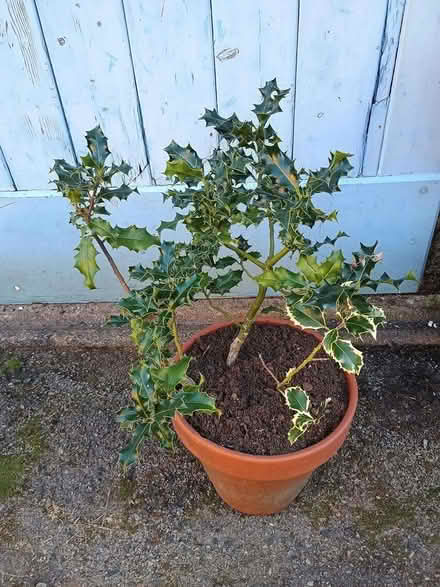 Photo of free Holly Cuttings (Penrith CA11) #1