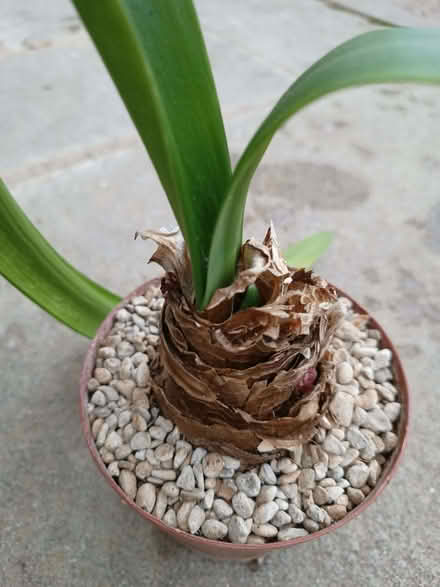 Photo of free 2 x amaryllis plants (Risinghurst OX3) #2
