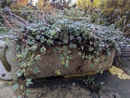 Photo of free Old Butler Sink Planters (Weston Park) #3