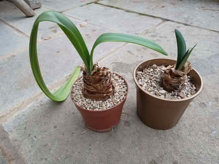 Photo of free 2 x amaryllis plants (Risinghurst OX3) #1