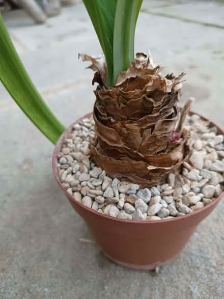 Photo of free 2 x amaryllis plants (Risinghurst OX3) #3
