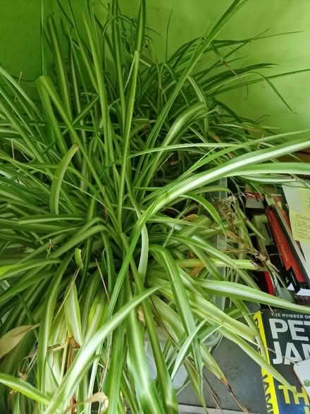 Photo of free 2 spider plants (Loughborough LE11) #1