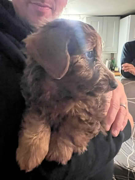 Photo of Puppy play pen (BN23) #1