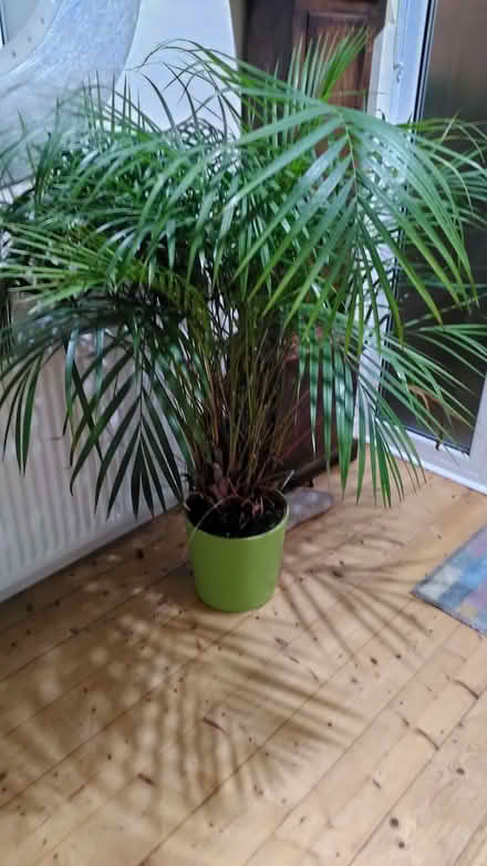 Photo of free Potted plant: large palm (Portishead BS20) #1