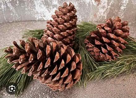 Photo of Pine cones (DE14) #1