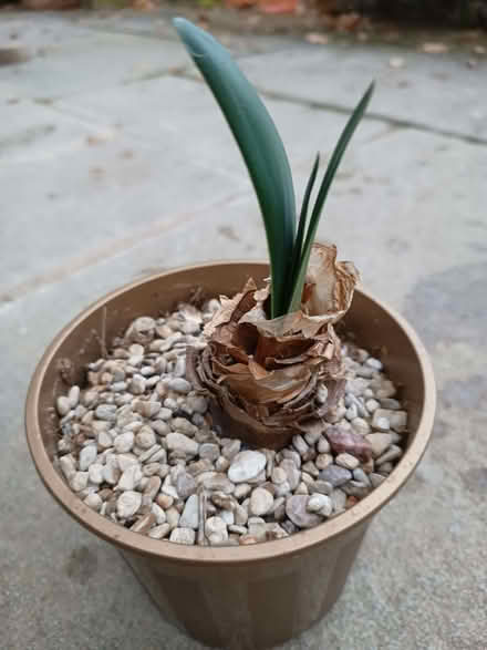 Photo of free 2 x amaryllis plants (Risinghurst OX3) #4