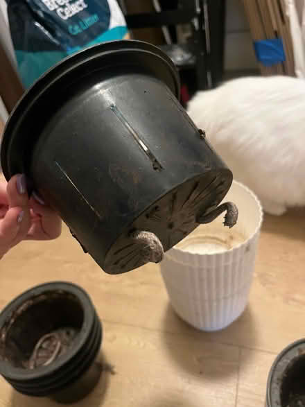 Photo of free 6X small plant pots (N19) #4