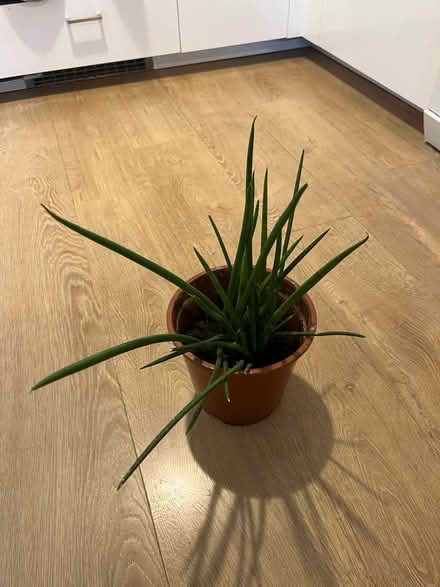 Photo of free Small house plant (N19) #2