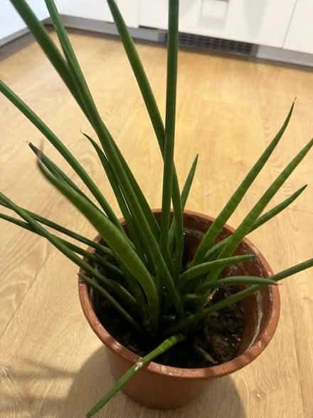 Photo of free Small house plant (N19) #3