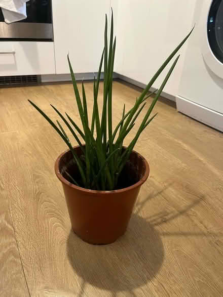Photo of free Small house plant (N19) #1