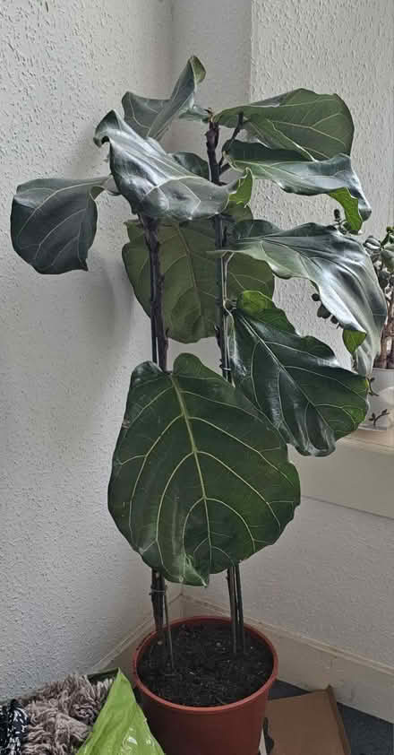 Photo of free 2 large Ficus plants-Indoor plants (AB10 1QN) #2