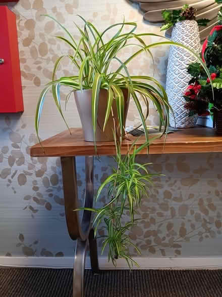 Photo of free Lovely houseplant in pot (Chipping Ongar CM5) #1