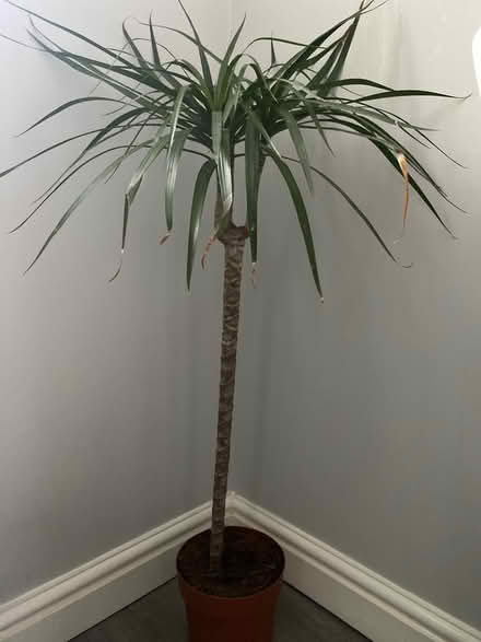 Photo of free Plant (Peel Hall Wythenshawe M22) #1