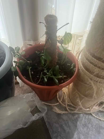 Photo of free plants (seven kings) #2