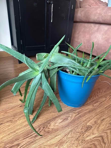 Photo of free Aloe Plant (Quincy and Simms) #2