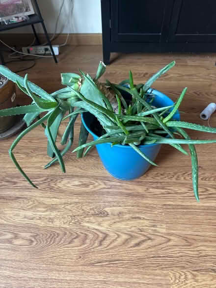 Photo of free Aloe Plant (Quincy and Simms) #3