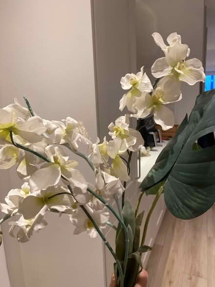 Photo of free Fake orchids and Swiss cheese leaf (TW2 Twickenham) #2