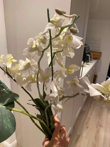 Photo of free Fake orchids and Swiss cheese leaf (TW2 Twickenham) #3