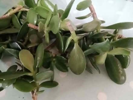 Photo of free Healthy jade leaf cuttings, ready to grow on. (Risinghurst OX3) #4