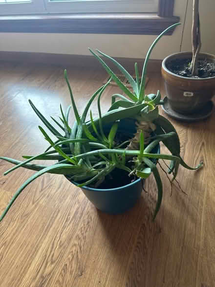 Photo of free Aloe Plant (Quincy and Simms) #1