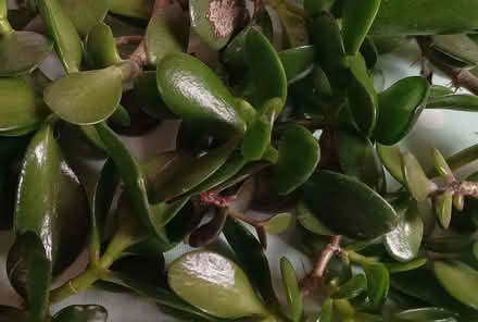 Photo of free Healthy jade leaf cuttings, ready to grow on. (Risinghurst OX3) #2