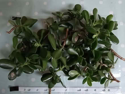 Photo of free Healthy jade leaf cuttings, ready to grow on. (Risinghurst OX3) #1