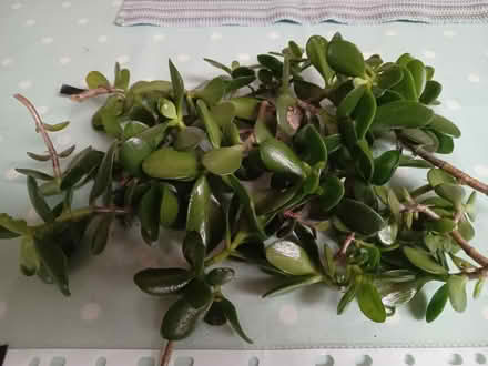 Photo of free Healthy jade leaf cuttings, ready to grow on. (Risinghurst OX3) #3