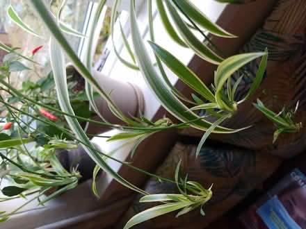 Photo of free Baby spider plants 🌱 (Barons Court W14) #1